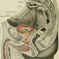 Male genitals diagram