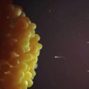 A animation of a single sperm.