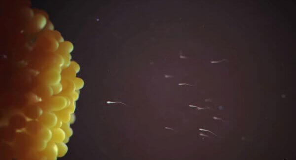 Sperm are shown swimming. 