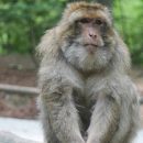 A rhesus monkey is showm sitting on a branch.