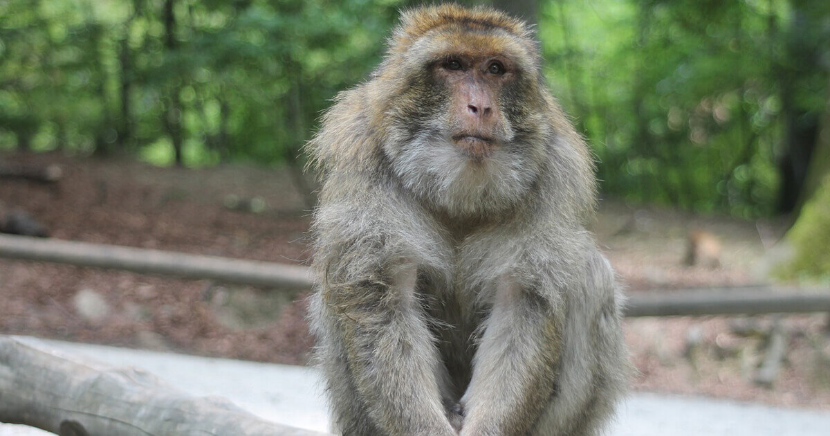 A rhesus monkey is showm sitting on a branch. 