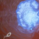 Vasalgel provides a soft barrier to prevent sperm flow through the vas deferens.