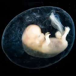 An Embryo