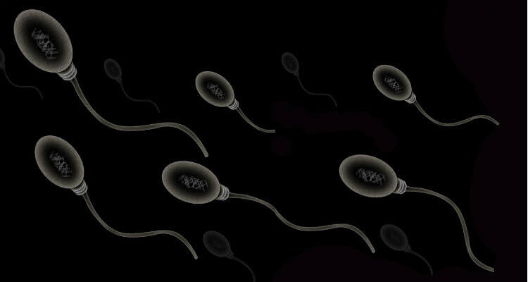 How Sperm Works