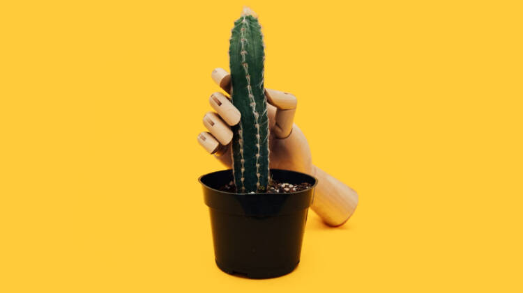 Phallic cactus with mannequin hand