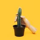 Phallic cactus with mannequin hand